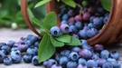 “浆果皇后”蓝莓上的“白霜”是农残吗？白霜越多蓝莓越新鲜 