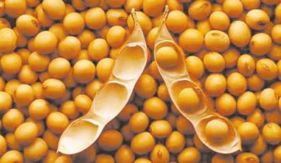 关键基因表达可使大豆单株产量提升10%