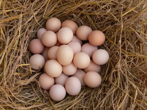 蛋鸡养殖业何时扭亏