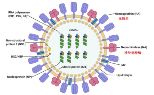 科学防控H5N8禽流感疫情   中国家禽可以“独善其身”