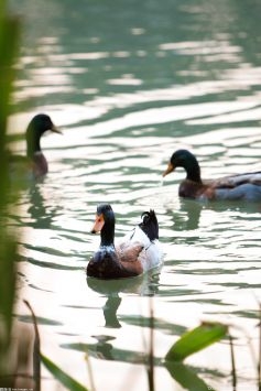 广东观鸟旅游潜力巨大 湿地山林盼客来