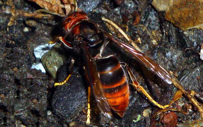 黄脚虎头蜂生活习性是什么样的？黄脚虎头蜂的毒性强吗？