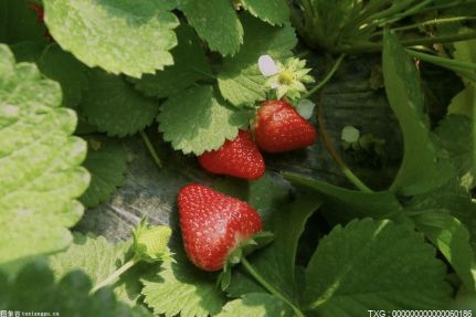 吃草莓会得出血热？专家：吃草莓和出血热无关