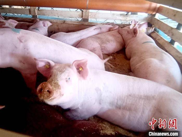 2021年湖南生猪出栏6121.8万头 年末存栏4202.0万头
