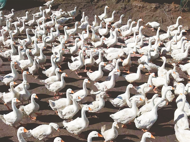 黑龙江鹤岗畜牧业呈现出高速高质量发展态势 畜禽粪污利用率90.7%