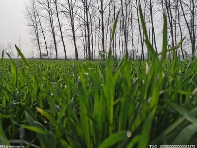 今年河南累计按市场价收购小麦254亿斤