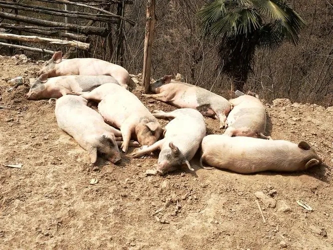 四川打造高质量的“猪芯片” 促进生猪产业发展