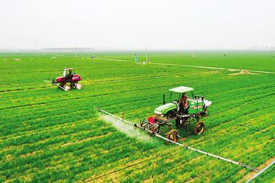 河北邯郸已完成春播面积40.6万亩 持续压实责任保障粮食安全