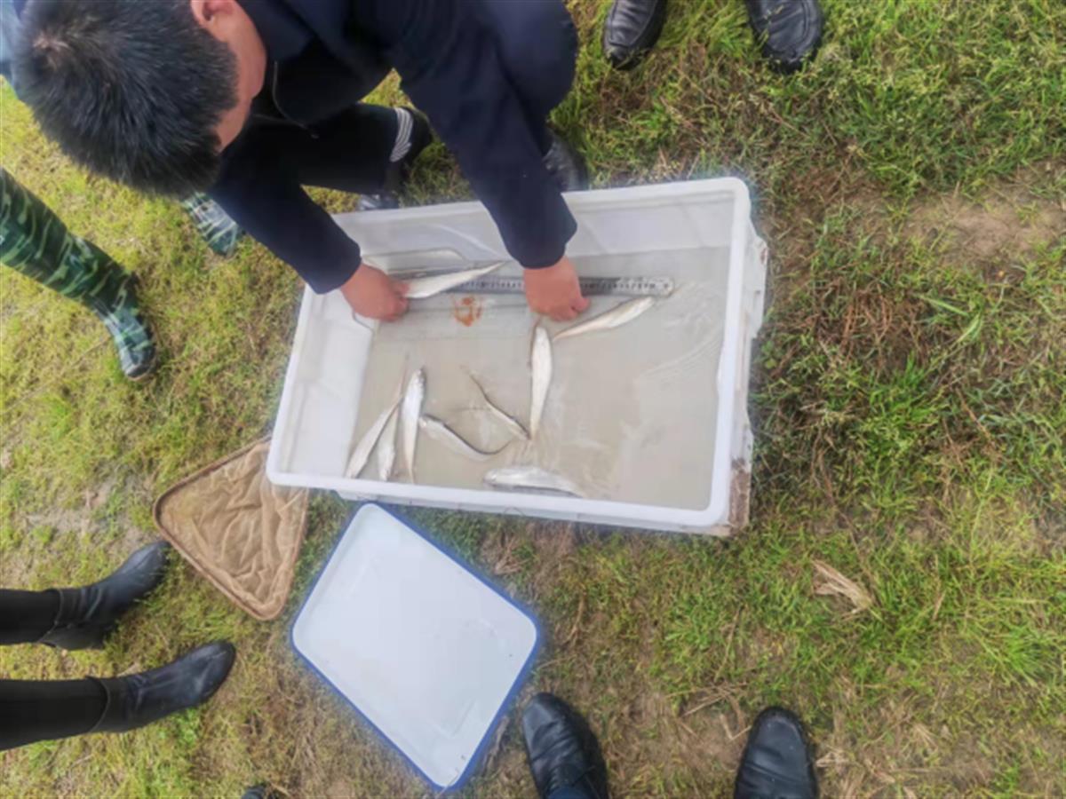 湖北武汉成功实现长江刀鱼驯化和繁育 繁育驯化科技攻关初见成效