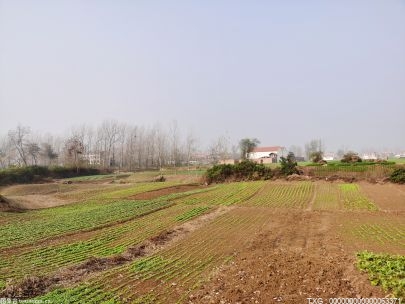 “耕”色变！大埔枫朗镇与广州初心优品公司签订垦造水田种植协议