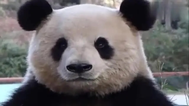 连续8天改造施工 北京动物园奥运熊猫馆全新亮相
