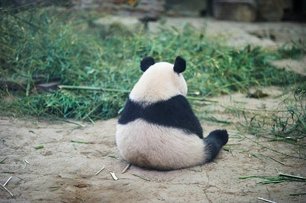 5月1日起施行！大熊猫国家公园四川片区建设管理有法可依