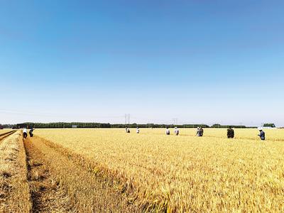 河北小麦亩产历史新高达863.76公斤 实现小麦亩产新突破
