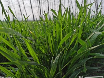 “十四五”期间天津将提高小站稻 强筋小麦和鲜食玉米种植比例