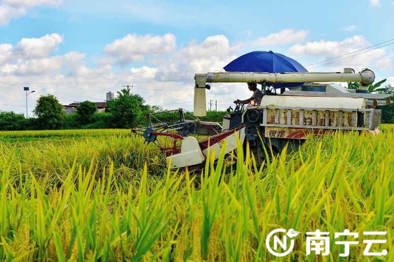 广西南宁2022年上半年粮食作物种植面积稳定 大宗作物禾苗质量高
