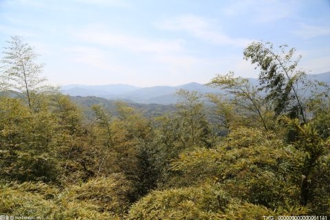 守护森林 把好“林”门！3名环京津区域林长守护绿水青山